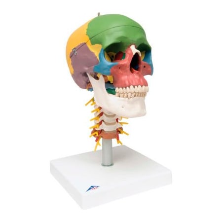 Fabrication Enterprises 3B Anatomical Model - Didactic Skull, 4-Part, on Cervical Spine 968960